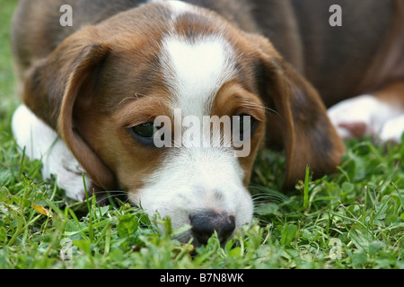Braque Saint Germain puppy Stock Photo