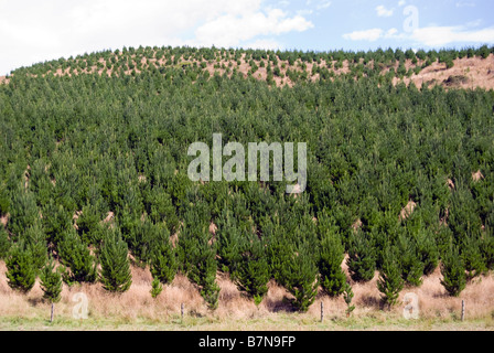 Newly-planted pine trees, Gebbies Pass, Banks Peninsula, Canterbury, New Zealand Stock Photo