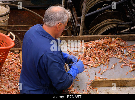 Fisherman sorting shrimps on board of shrimp boat fishing for prawns on ...