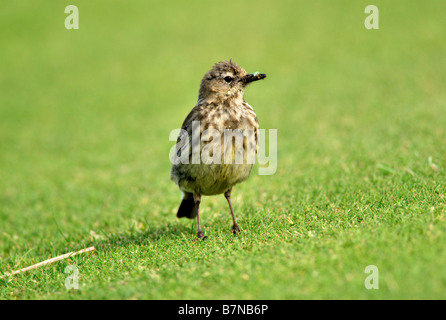 Meadow Pipit (Anthus pratensis). Stock Photo