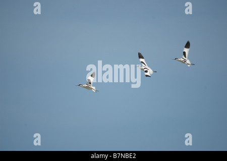A group of avocet Stock Photo