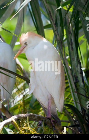 Cattle Egret (Bubulcus ibis) perched in tree, Florida, USA Stock Photo