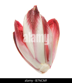 Belgian Endive, Fresh Witloof Chicory Bud With Slightly Bitter Leaves ...