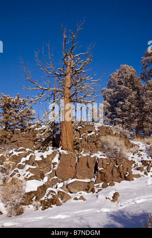 Ancient juniper trees growing from a lava flow after a January snow storm in the Badlands Wilderness Area, central Oregon near Bend, Oregon. Stock Photo
