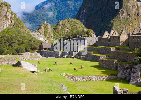 Llamas at Machu Picchu Stock Photo