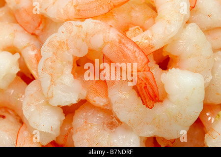 Cooked Cocktail Shrimp, Closeup Stock Photo