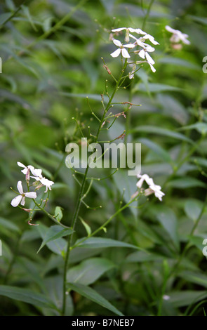 Dames Violet, Hesperis matronalis, Brassicaceae Stock Photo