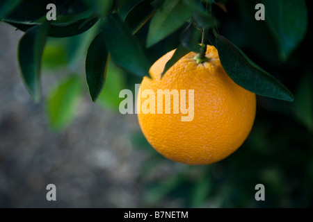 Mature Navel Orange  'Washington'  variety hanging on branch Stock Photo