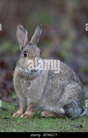 European Rabbit Oryctolagus cuniculus Stock Photo