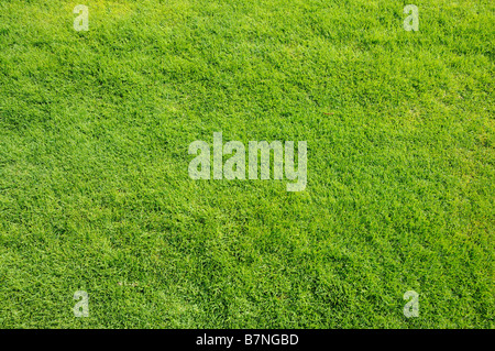 Green lawn, great for background and texture Stock Photo