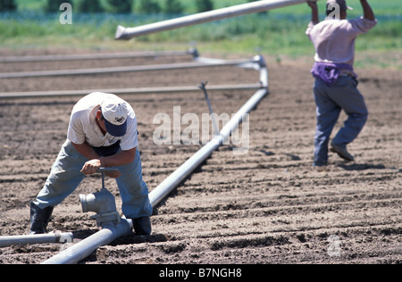 Guatemalan migrant worker on a farm in Quebec Canada moving irrigation pipes system Stock Photo