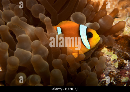 Clown Fish - Amphiprion bicinctus. Red sea anemonefish near anemone Stock Photo