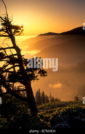 Tree at sunset along the King Range Lost Coast near Shelter Cove Humboldt County CALIFORNIA Stock Photo