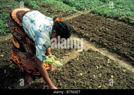 A Madagascar woman tending a collective garden on the east coast of Madagascar Stock Photo