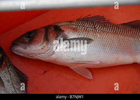 Sea bass caught off the coast of France Stock Photo