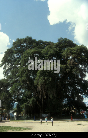 Giant ahuehuete cypress tree at Santa Maria del Tule, near the city of Oaxaca, Mexico Stock Photo