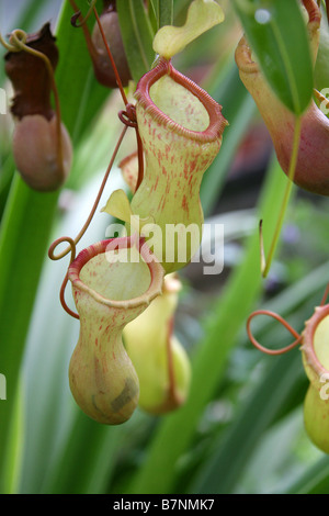 Tropical Pitcher Plants or Monkey Cups, Carnivorous Pitcher Plant, Nepenthes burkei,  Nepenthaceae, Mindoro Island, Philippines Stock Photo