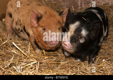 two Kune Kune piglets in straw Stock Photo