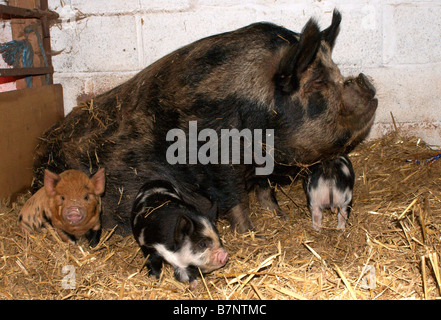 Sow with litter in barn Stock Photo