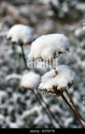 ACHILLEA FILIPENDULINA GOLD PLATE AGM WITH SNOW Stock Photo