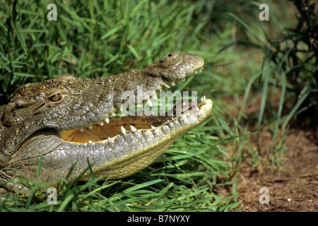 Nile Crocodile (Crocodylus niloticus), female carrying young to water in her mouth Stock Photo