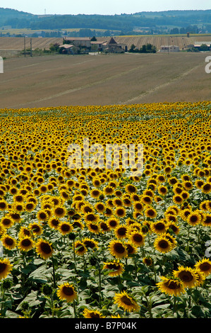 Field of Sunflowers near Angoulême, France Stock Photo