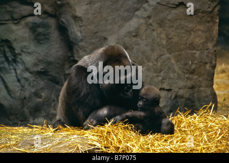 Lowland Gorillas ( Gorilla Gorilla ) in Franklin Park Zoo Boston Massachusetts USA Stock Photo