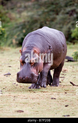 Old hippo Hippopotamus amphibius on dry land Manyara Tanzania Stock Photo