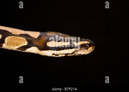 Portrait of a captive Royal Python Python regius Stock Photo