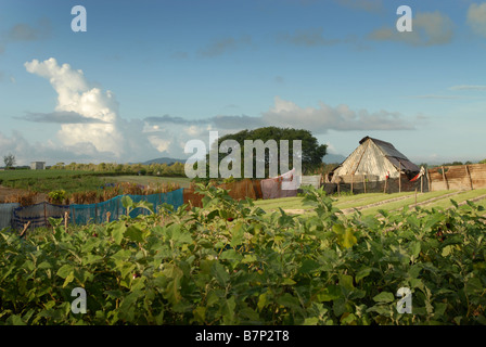 A tin hut on an allotment on the Isle of Mauritius Stock Photo