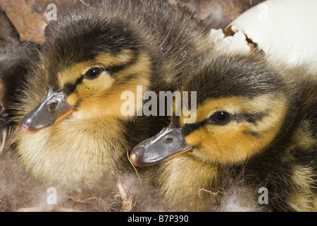 Mallard Ducklings (Anas platyrhynchos). Stock Photo