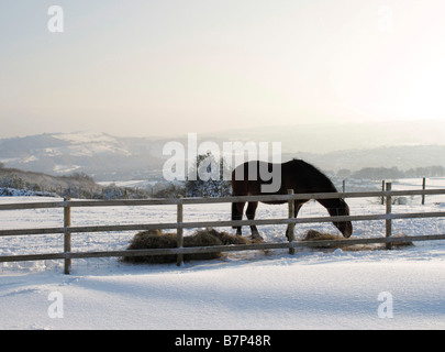 Horse eating hay in the countryside at Wilshaw, near Holmfirth, during the February 2009 snowfalls, West Yorkshire, England Stock Photo