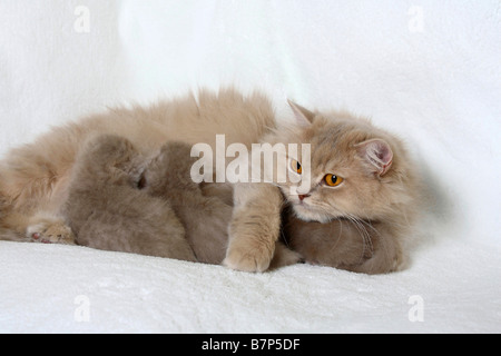 British Longhair Cat lilac tabby makarell nursing kittens 18 days Highlander Lowlander Britanica Stock Photo