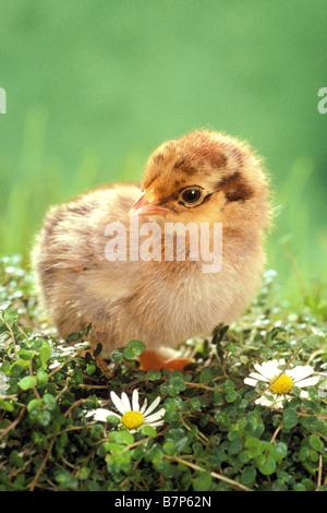 Bantam Chicken Gallus domesticus chick with Daisies Stock Photo