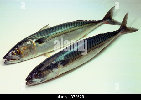 Atlantic Mackerel, Common Mackerel (Scomber scombrus), two individuals, studio picture Stock Photo