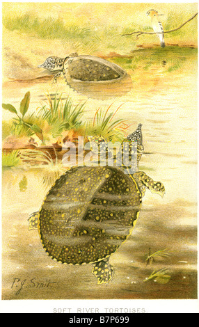 The Florida Softshell Turtle (Apalone ferox) is a species of softshell turtle native to the eastern United States, primarily in Stock Photo