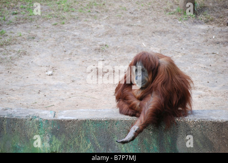 beggar orangutan Stock Photo