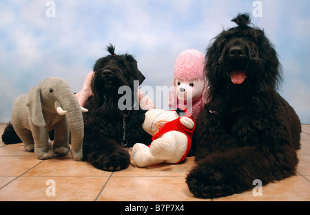 2 Black Russian Terriers sitting facing camera with stuffed toys Property release available Stock Photo