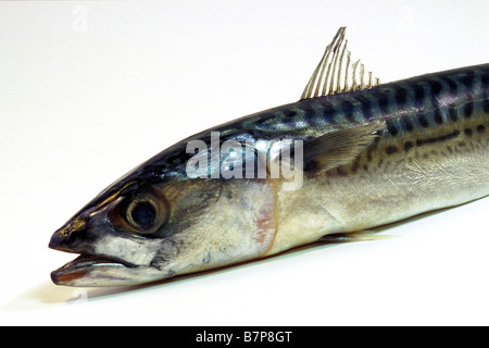 Atlantic Mackerel, Common Mackerel (Scomber scombrus), studio picture Stock Photo