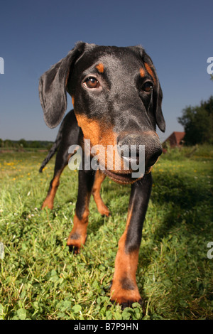 Doberman Pinscher. Portrait of adult dog Stock Photo