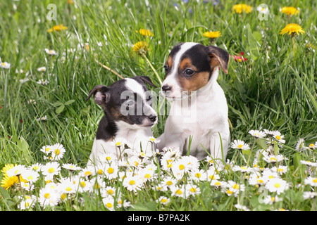 two jack russell terrier puppies - sitting on meadow Stock Photo