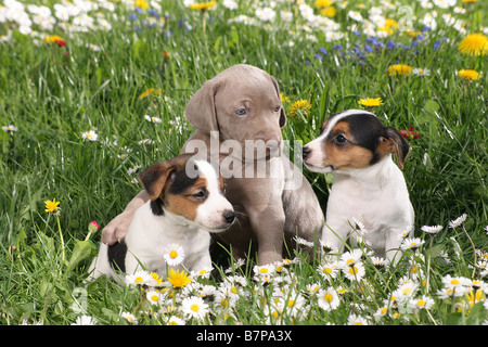 two jack russell terrier puppies and weimaraner puppy Stock Photo