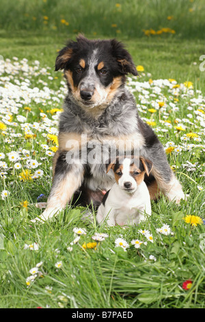 ack russell terrier puppy and border collie puppy Stock Photo