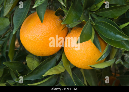 Mature Navel Oranges hanging on branch. Stock Photo