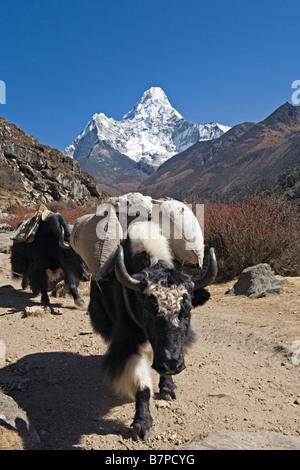 Amadablam mountain in background and yaks uploaded moving in Everest Valley Sagarmatha National Park Solo Khumbu region Nepal Stock Photo
