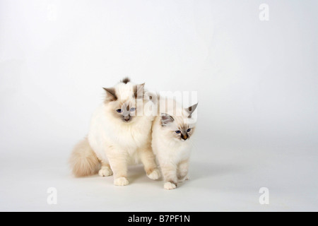 Sacred Cats of Birma tomcat lilac point 7 month and kitten seal tabby point 13 weeks Birman Stock Photo