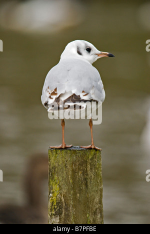 Black headed Gull perched on wooden post Stock Photo