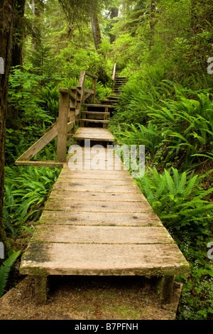BRITISH COLUMBIA - Boardwalk section of the Rain Forest Train in Pacific Rim National Park Reserve on Vancouver Island. Stock Photo