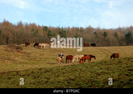 Cows and horses in field near broadway in Cotswolds Stock Photo