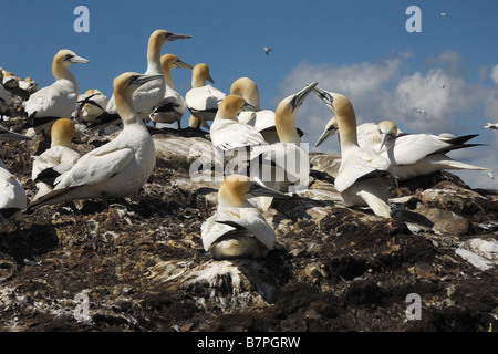 gannet Sula bassana colony nest nido colonia in volo flight pelicaniformi bird cliff uccelli scogliera Bass Rock Edimburgh Scotl Stock Photo